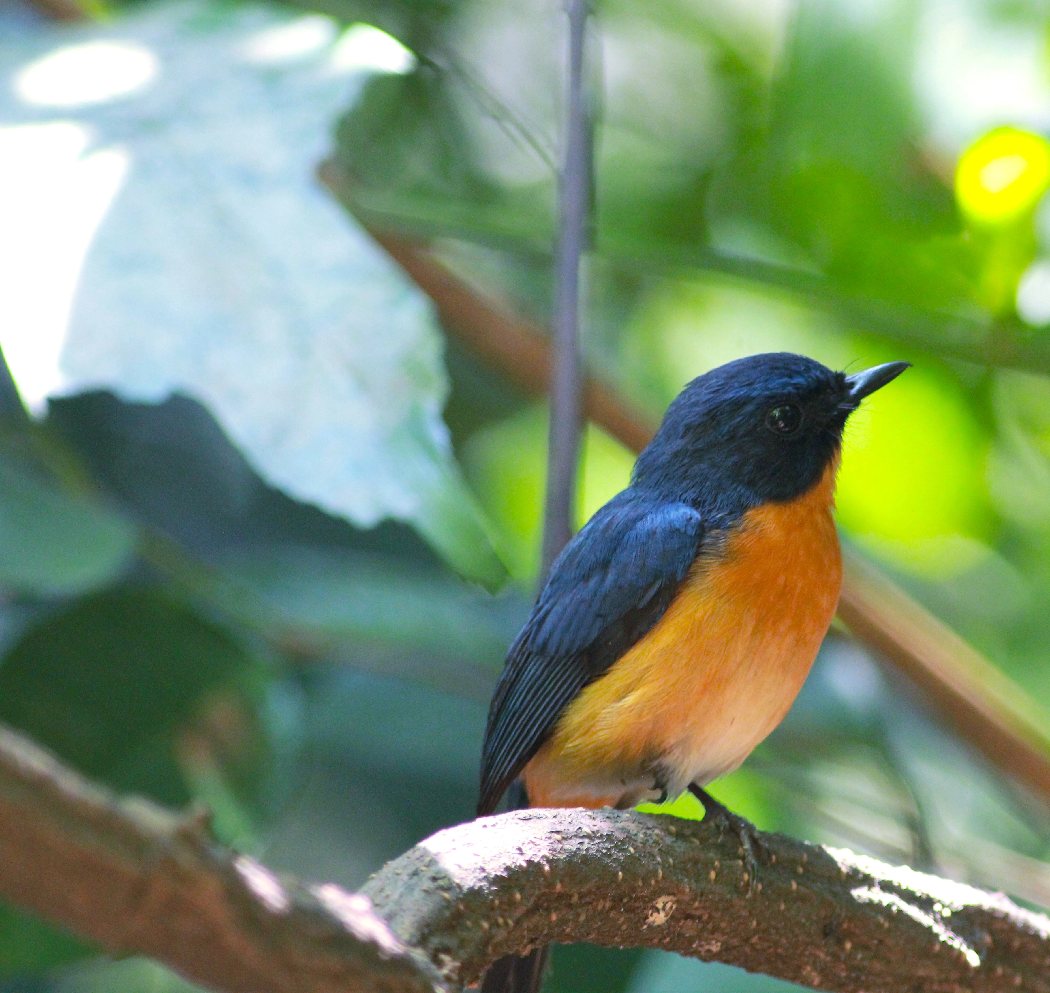 mangrove blue flycatcher
